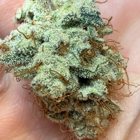 MephistO’z  growlog timeline photo
