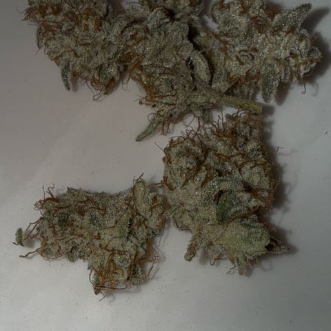 MephistO’z  growlog timeline photo