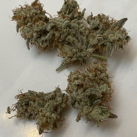 MephistO’z  growlog timeline photo