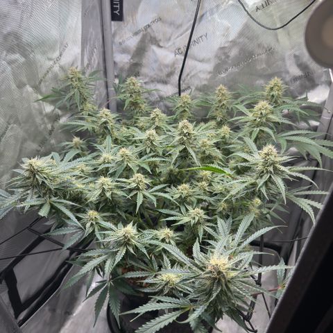 Kalimotxo Kush  growlog timeline photo
