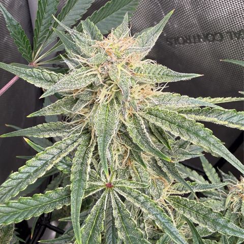 Kalimotxo Kush  growlog timeline photo