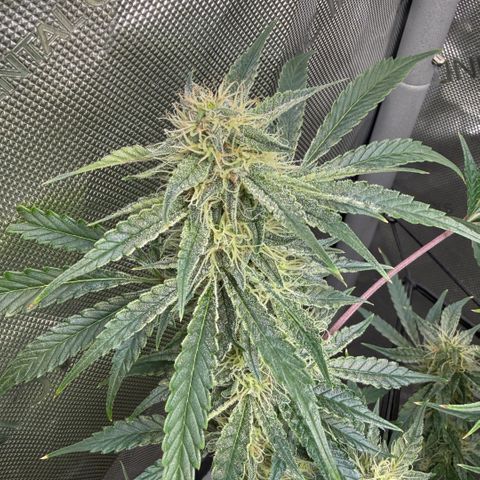 Kalimotxo Kush  growlog timeline photo