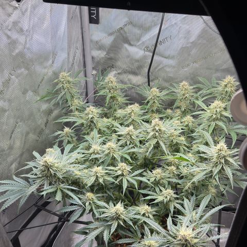 Kalimotxo Kush  growlog timeline photo