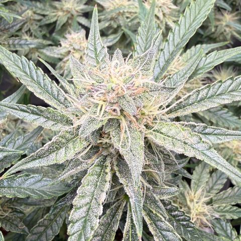 Kalimotxo Kush  growlog timeline photo
