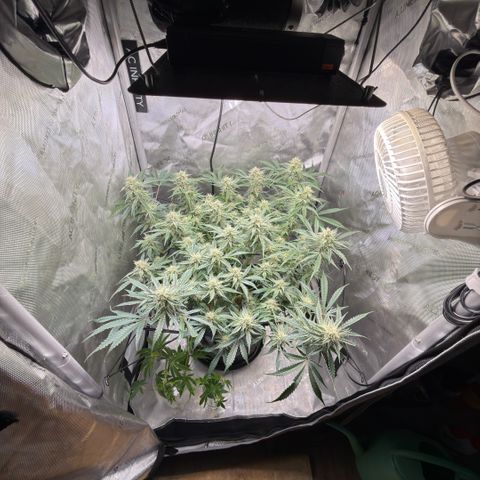 Kalimotxo Kush  growlog timeline photo
