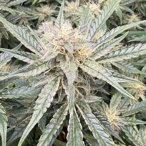 Kalimotxo Kush  growlog timeline photo