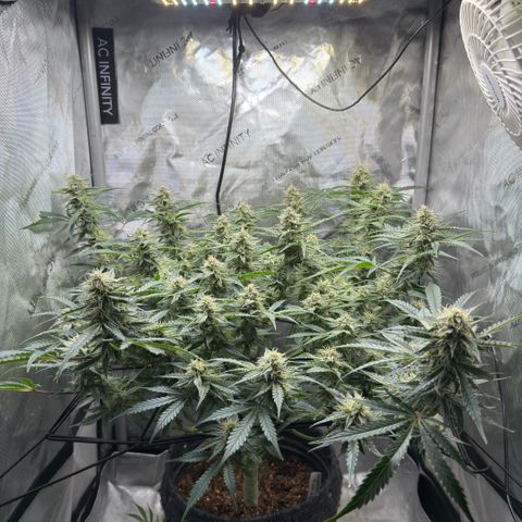 Kalimotxo Kush  growlog timeline photo