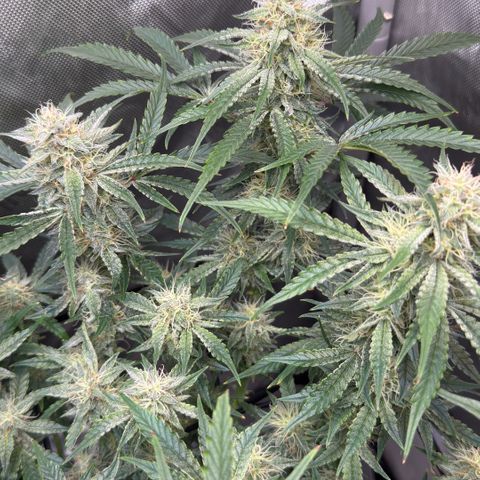Kalimotxo Kush  growlog timeline photo