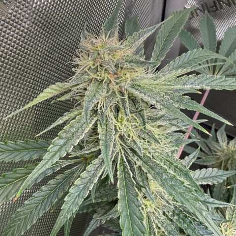Kalimotxo Kush  growlog timeline photo