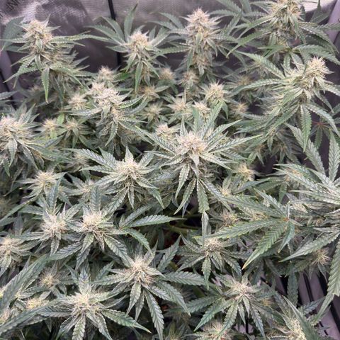 Kalimotxo Kush  growlog timeline photo