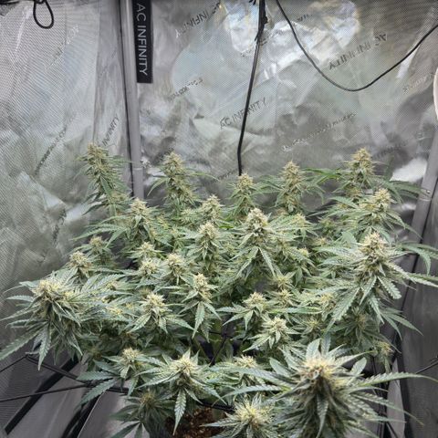 Kalimotxo Kush  growlog timeline photo