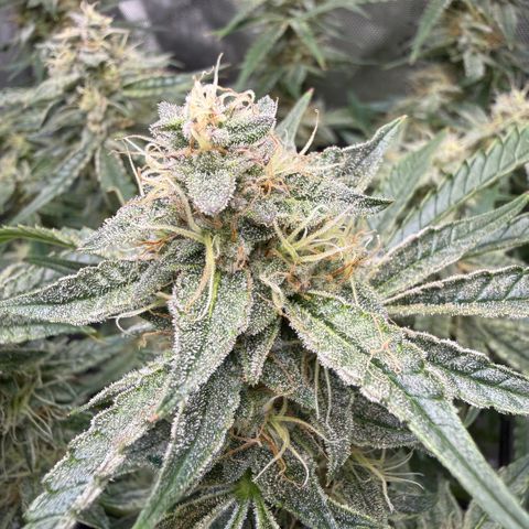 Kalimotxo Kush  growlog timeline photo