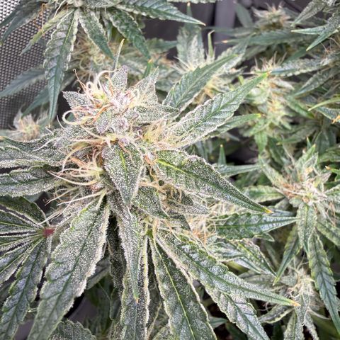 Kalimotxo Kush  growlog timeline photo