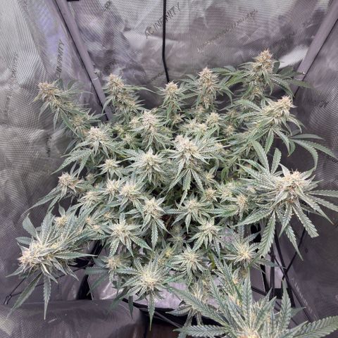 Kalimotxo Kush  growlog timeline photo