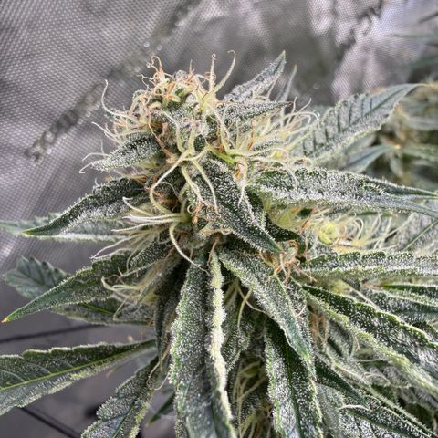 Kalimotxo Kush  growlog timeline photo