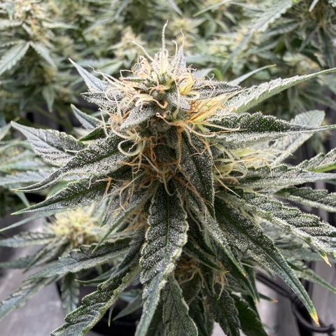 Kalimotxo Kush  growlog timeline photo