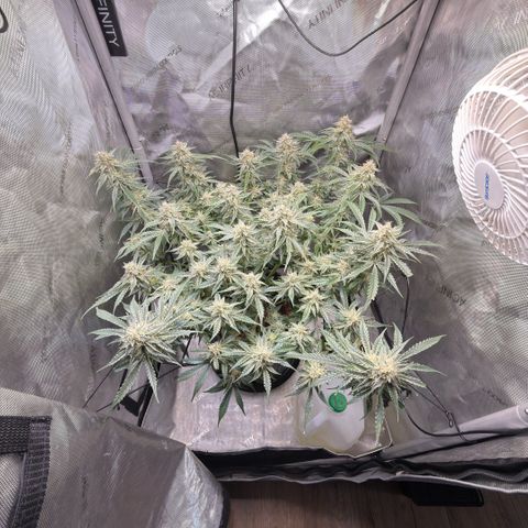 Kalimotxo Kush  growlog timeline photo