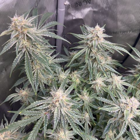Kalimotxo Kush  growlog timeline photo