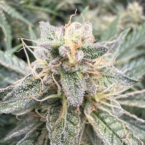 Kalimotxo Kush  growlog timeline photo