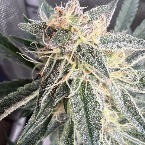 Kalimotxo Kush  growlog timeline photo