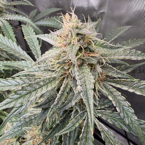 Kalimotxo Kush  growlog timeline photo