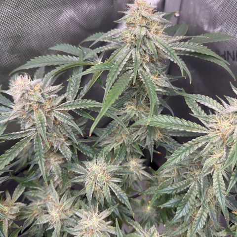 Kalimotxo Kush  growlog timeline photo