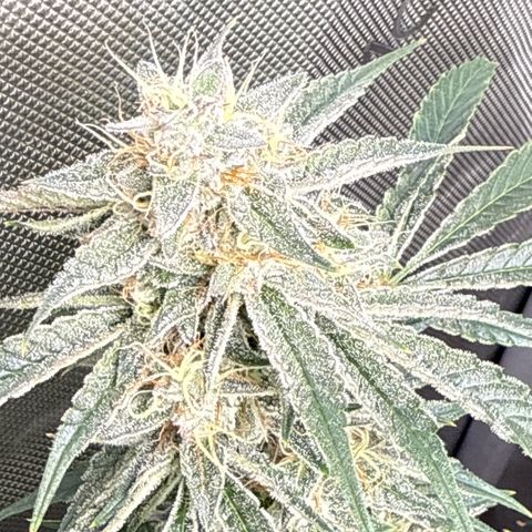 Kalimotxo Kush  growlog timeline photo