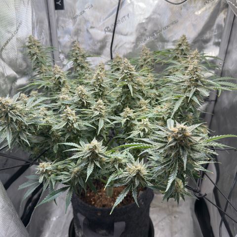 Kalimotxo Kush  growlog timeline photo