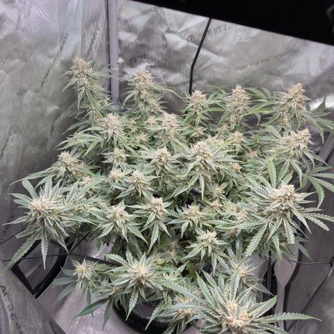 Kalimotxo Kush  growlog timeline photo