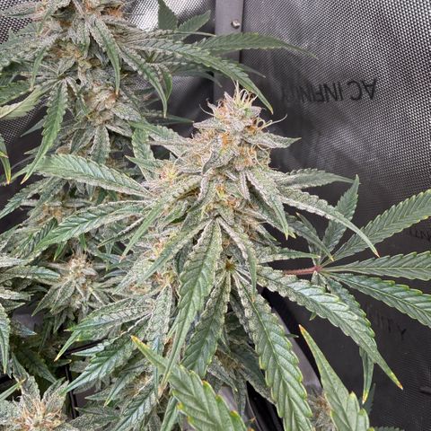 Kalimotxo Kush  growlog timeline photo