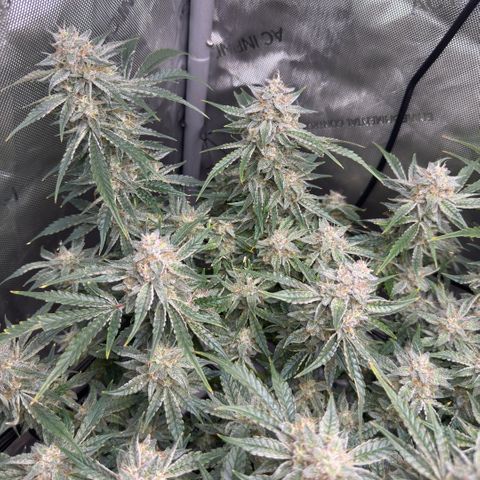 Kalimotxo Kush  growlog timeline photo