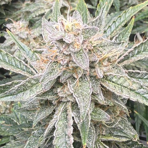 Kalimotxo Kush  growlog timeline photo