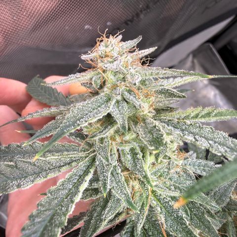 Kalimotxo Kush  growlog timeline photo