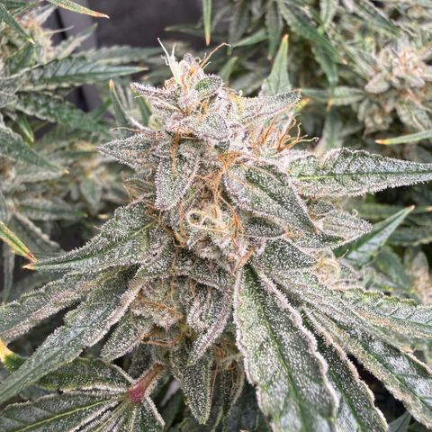 Kalimotxo Kush  growlog timeline photo