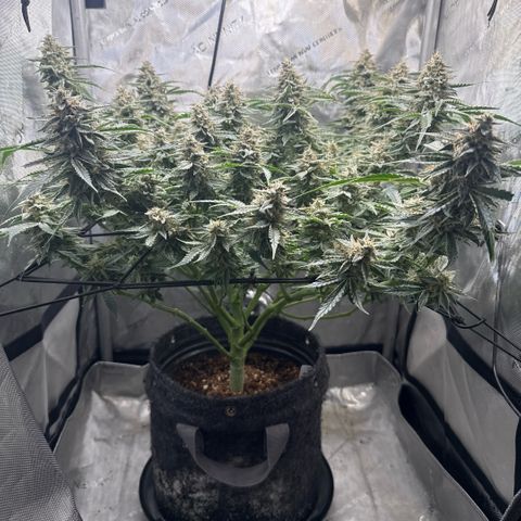 Kalimotxo Kush  growlog timeline photo