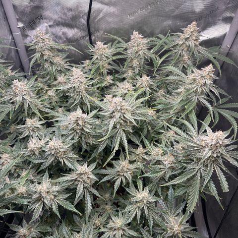 Kalimotxo Kush  growlog timeline photo
