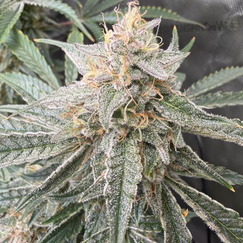 Kalimotxo Kush  growlog timeline photo