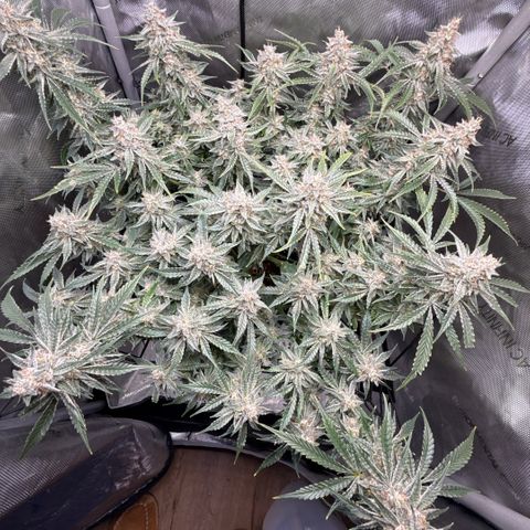 Kalimotxo Kush  growlog timeline photo