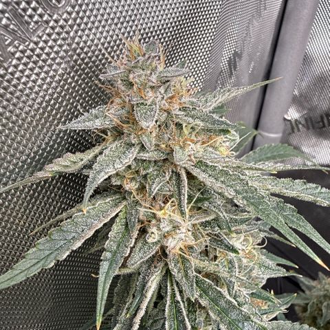 Kalimotxo Kush  growlog timeline photo