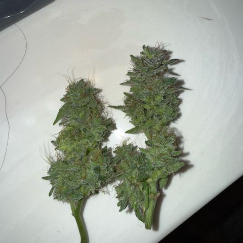 Kalimotxo Kush  growlog timeline photo