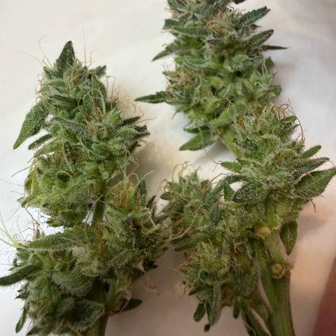 Kalimotxo Kush  growlog timeline photo