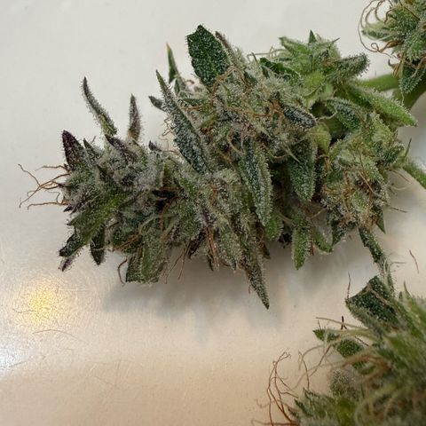 Kalimotxo Kush  growlog timeline photo