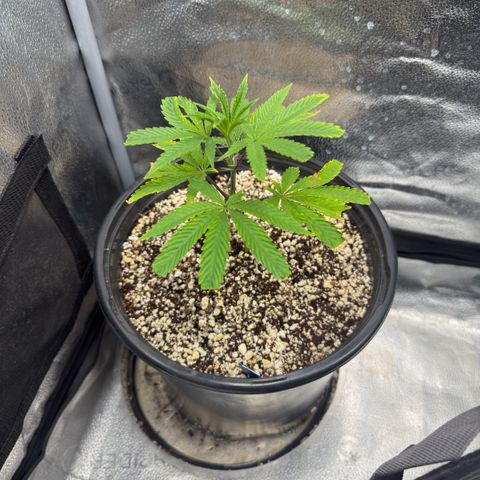 Sugar Babies Lit Farms #1 growlog timeline photo