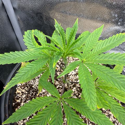 Sugar Babies Lit Farms #1 growlog timeline photo