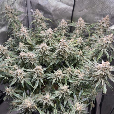 Kalimotxo Kush  growlog timeline photo