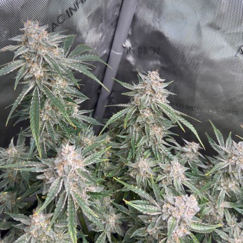 Kalimotxo Kush  growlog timeline photo