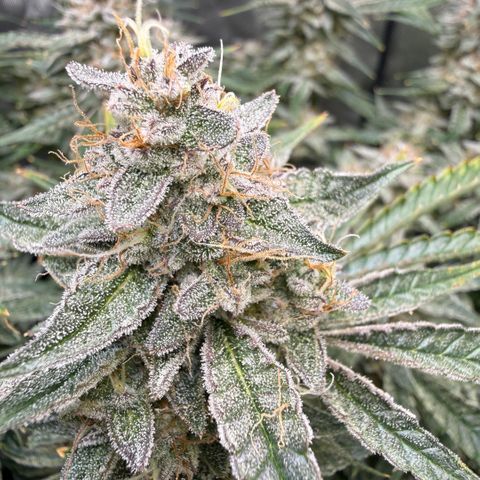 Kalimotxo Kush  growlog timeline photo