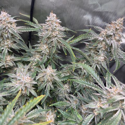 Kalimotxo Kush  growlog timeline photo