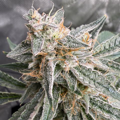 Kalimotxo Kush  growlog timeline photo