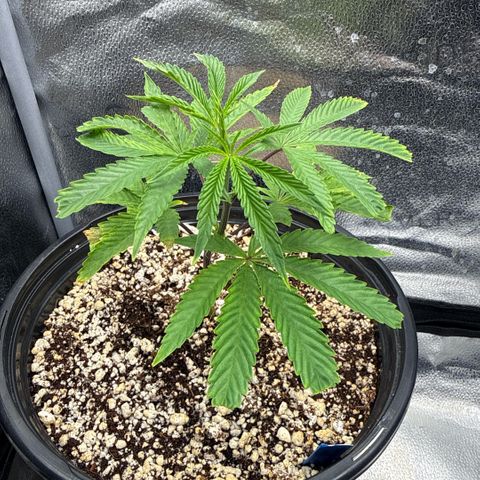 Sugar Babies Lit Farms #1 growlog timeline photo